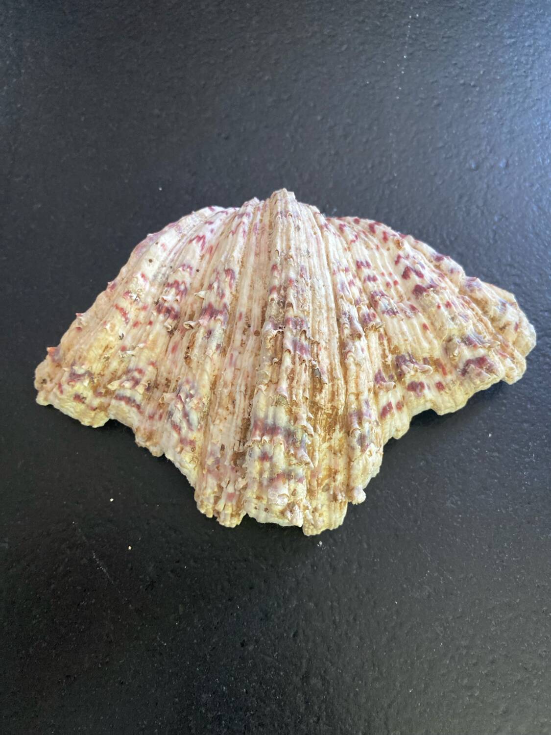 Empty shell stoup pocket