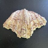 Empty shell stoup pocket