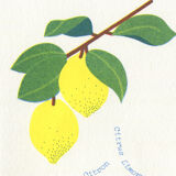 Riso poster "medicinal plants"