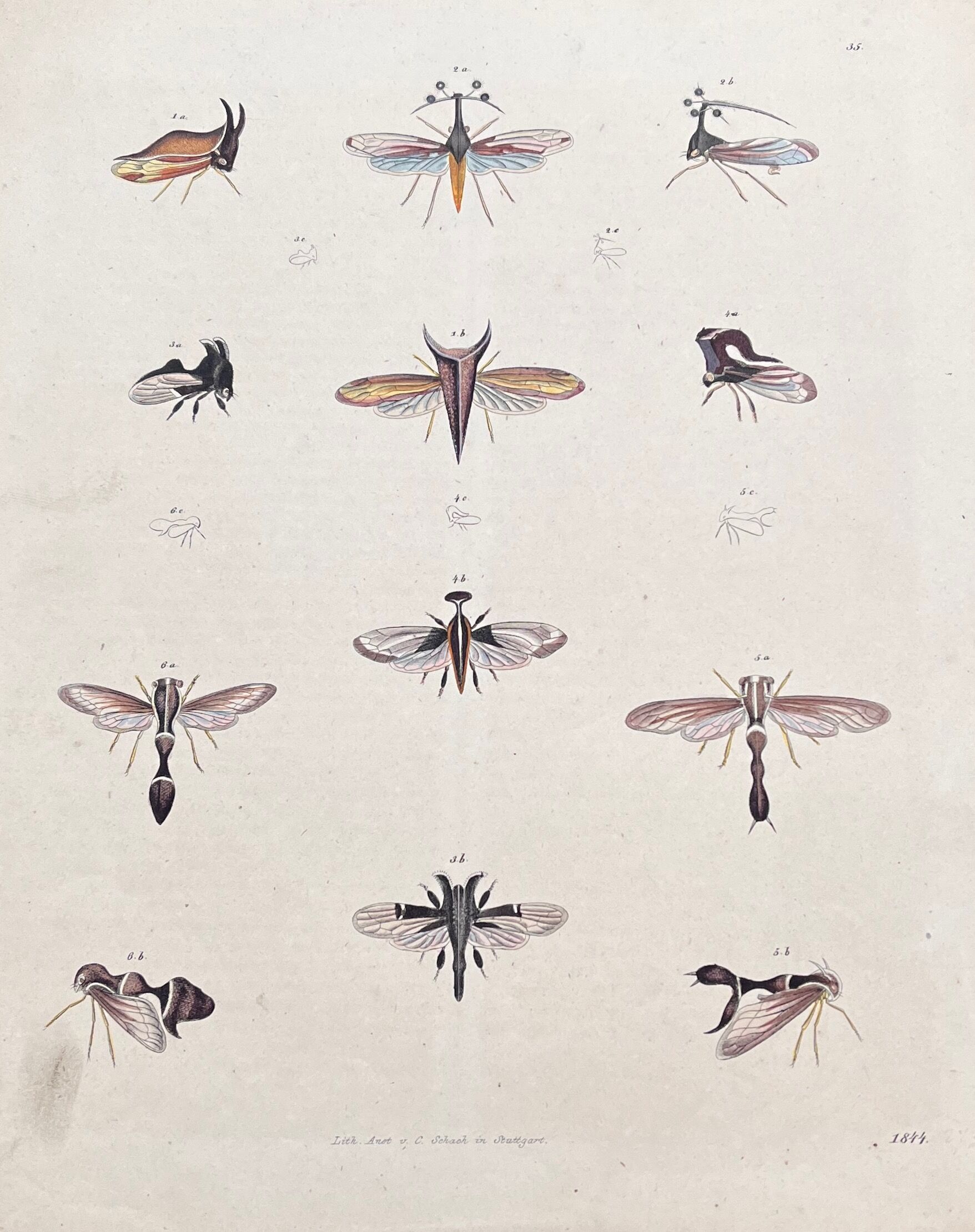 Poster (lithograph) flying insects