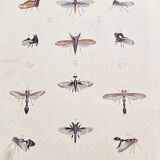 Poster (lithograph) flying insects