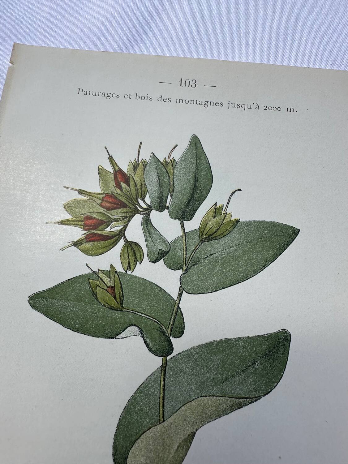 Botanical plate France 1800 vintage naturalist engraving double-sided