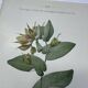 Botanical plate France 1800 vintage naturalist engraving double-sided