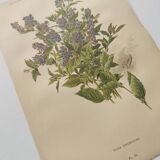 Botanical lithograph from 1897 - Vicia Oroboides - Print by E. Godard