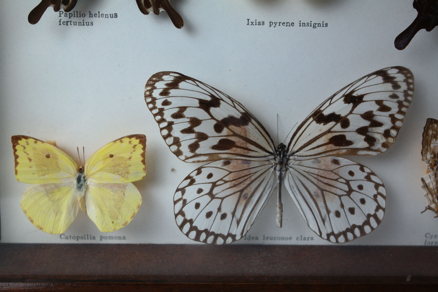Papillons naturalisés sous cadre bois et verre vintage
