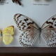 Papillons naturalisés sous cadre bois et verre vintage
