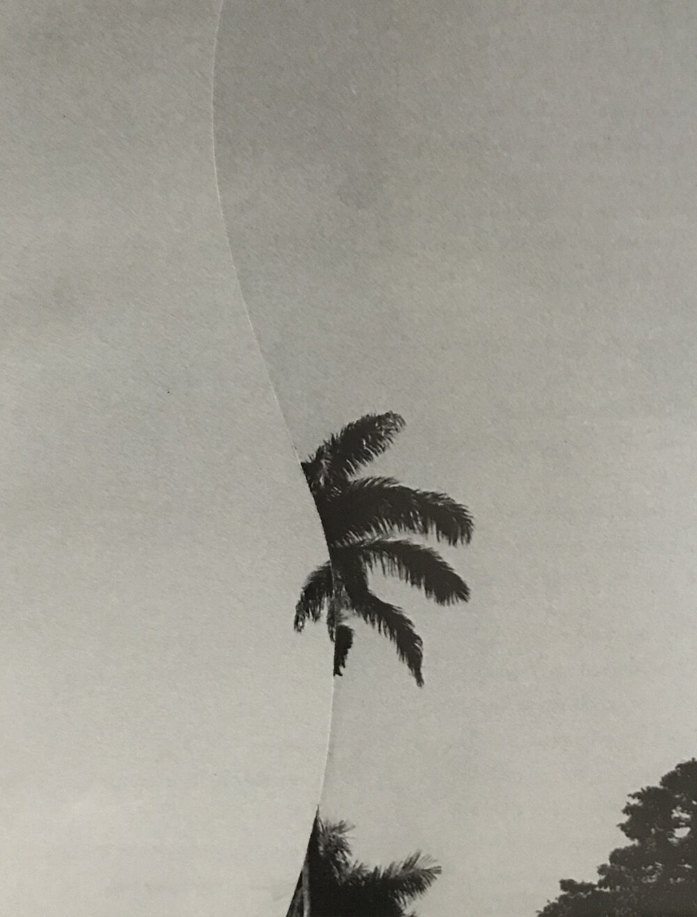 Palm - Collage