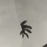 Palm - Collage