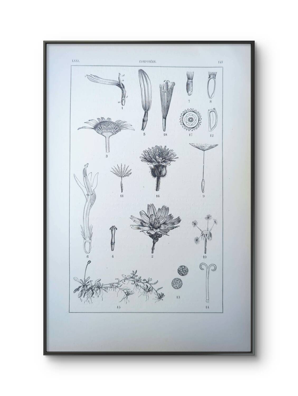Printed in 1889, the composites. Old botanical plate.