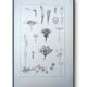 Printed in 1889, the composites. Old botanical plate.