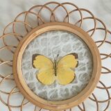 Rattan under glasses with butterflies in bamboo display