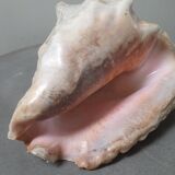 Giant shell