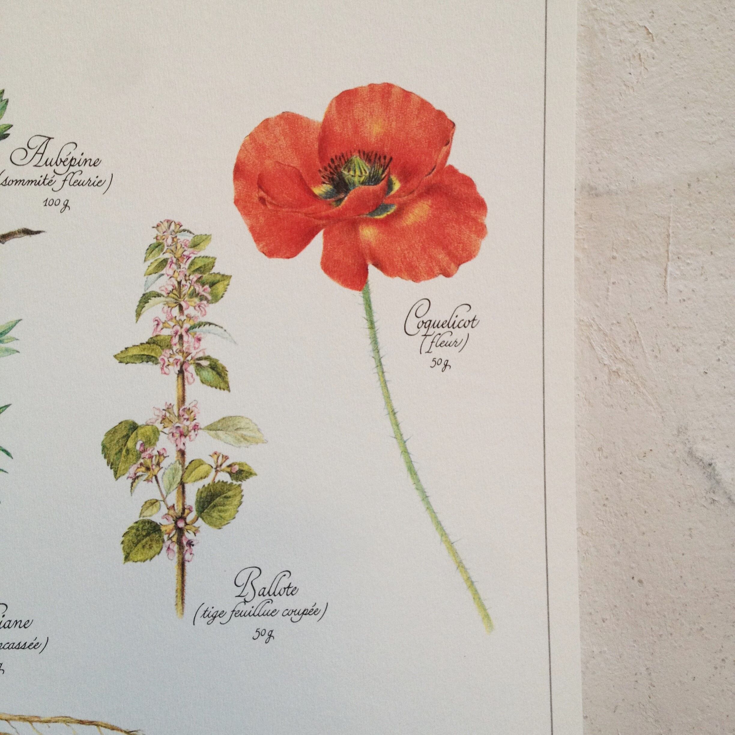 Botanical poster tisane