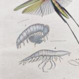 Old engraving from 1838 - Truxale insect and shell - Original zoological plate