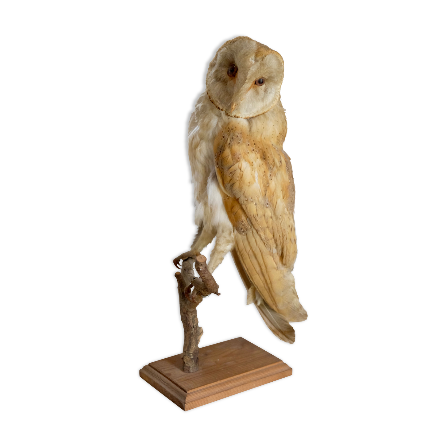 Taxidermy owl owl naturalized from the 70s