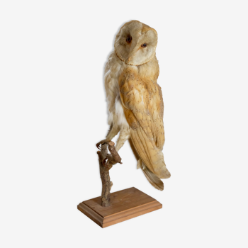 Taxidermy owl owl naturalized from the 70s