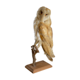 Taxidermy owl owl naturalized from the 70s