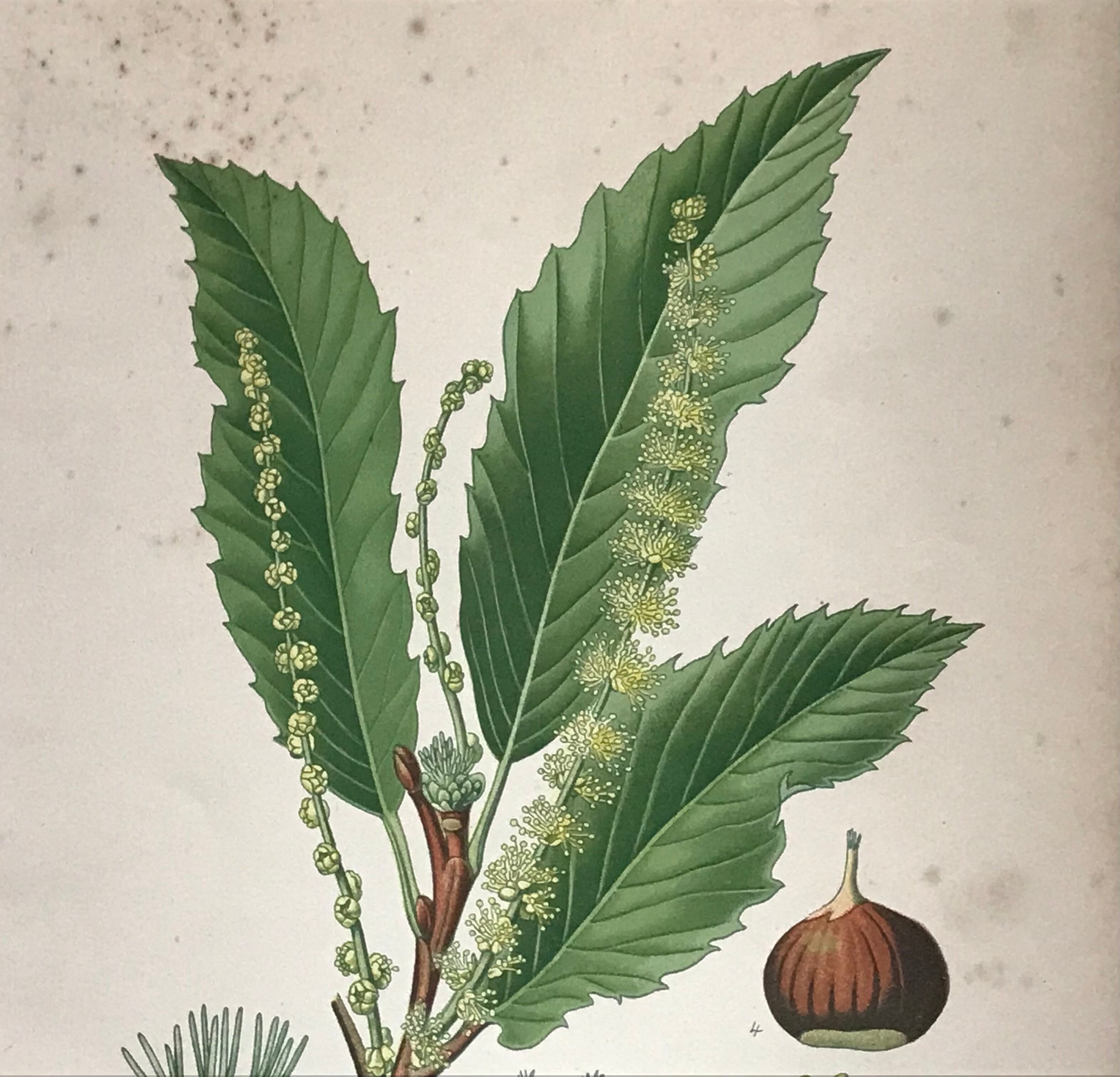 Old botanical plates XIXth