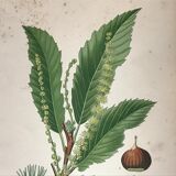 Old botanical plates XIXth