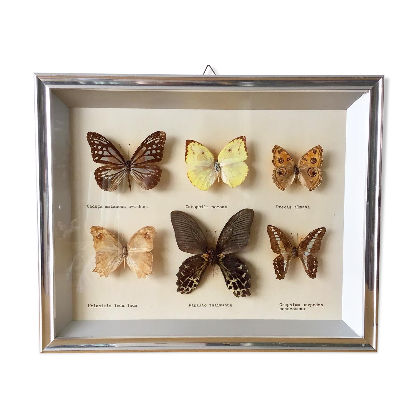 Vintage naturalized butterflies