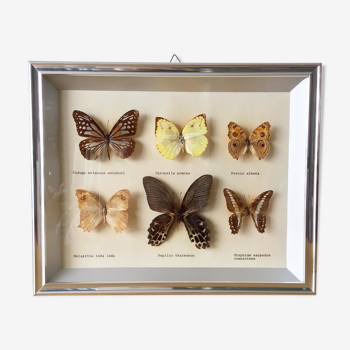 Vintage naturalized butterflies