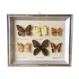 Vintage naturalized butterflies