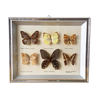 Vintage naturalized butterflies