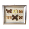 Vintage naturalized butterflies