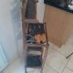 Shelf furniture in lacquered Japanese Chinese bamboo