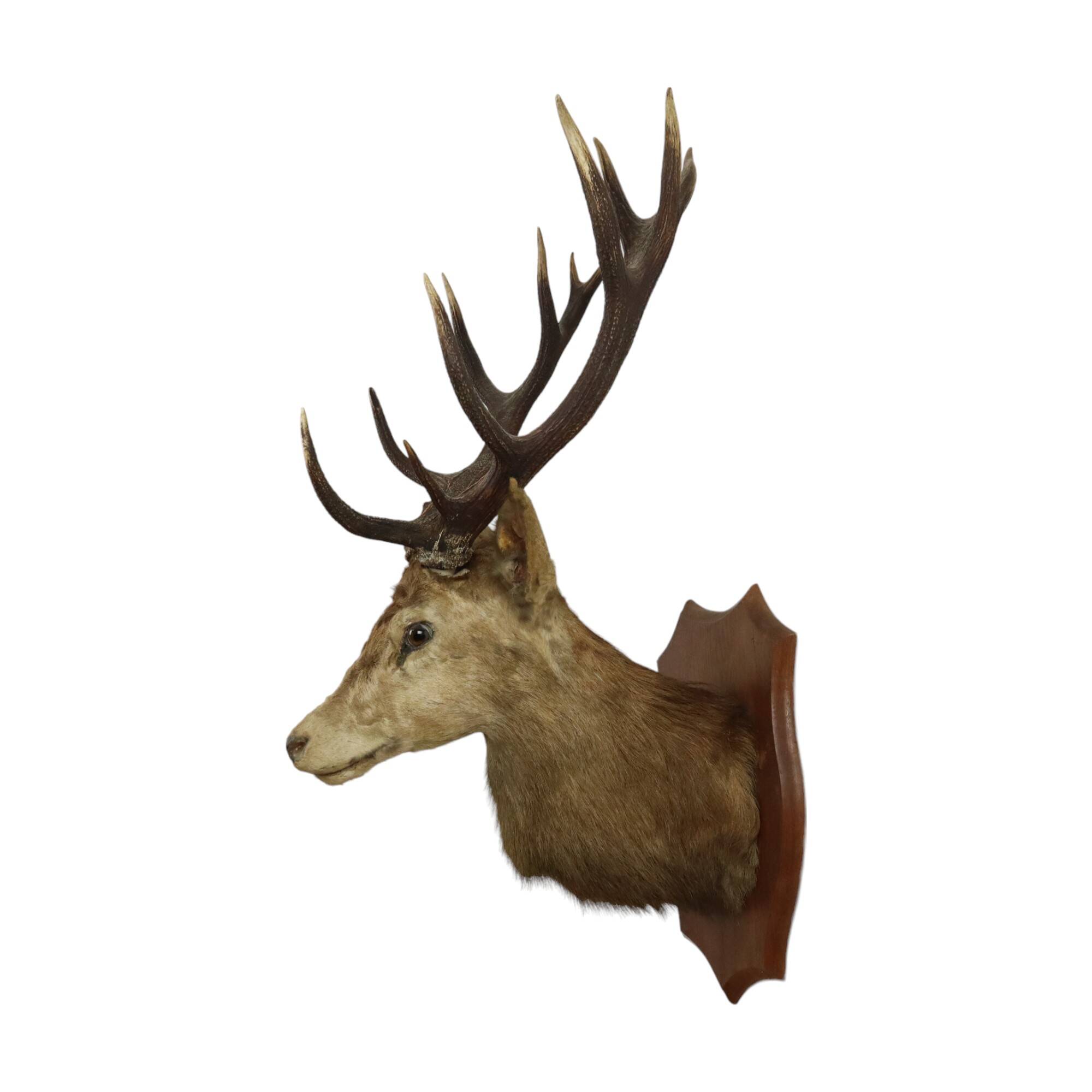 Old Deer Head Mounted Red Deer with Antlers 14-Ender Taxidermy Trophy