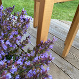 Duo de chaises Baumann