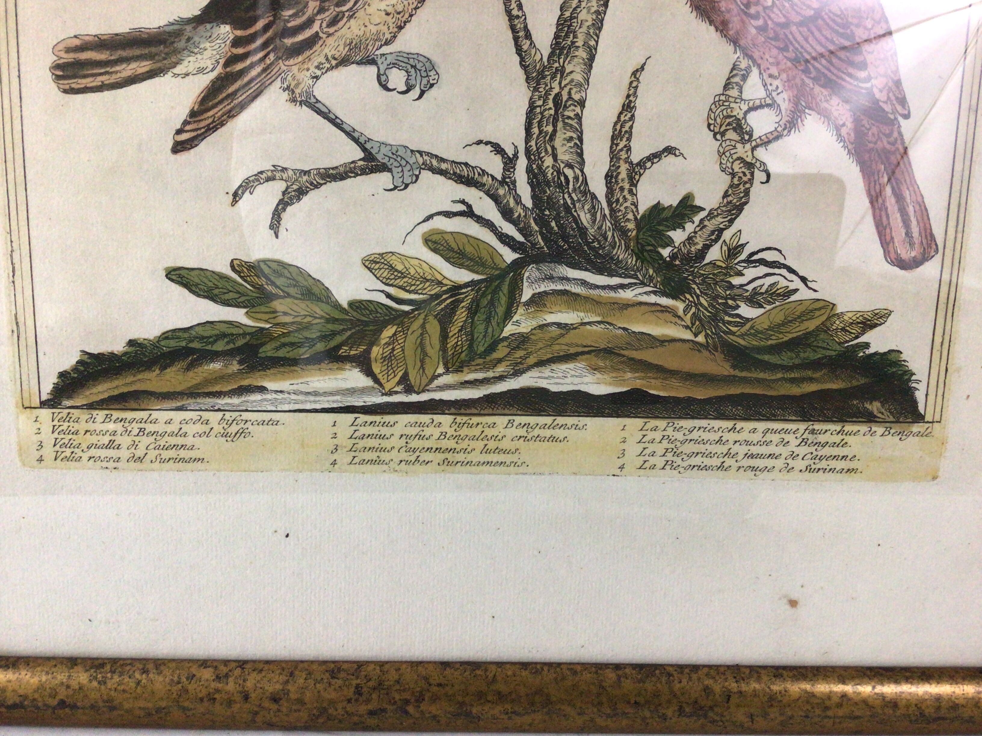 Ancient engraving birds