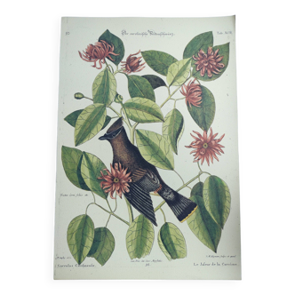 Gravure ancienne oiseau -Geai Jafeur- Planche zoologique de Seligmann & Catesby