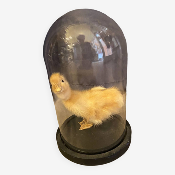 Taxidermie jeune caneton empaillé sous globe en verre