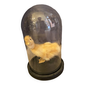 Taxidermie jeune caneton empaillé sous globe en verre