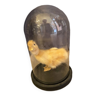 Taxidermie young ducking stacked under glass globe