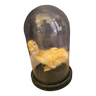 Taxidermie young ducking stacked under glass globe