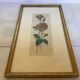 Pink rose flowers frame