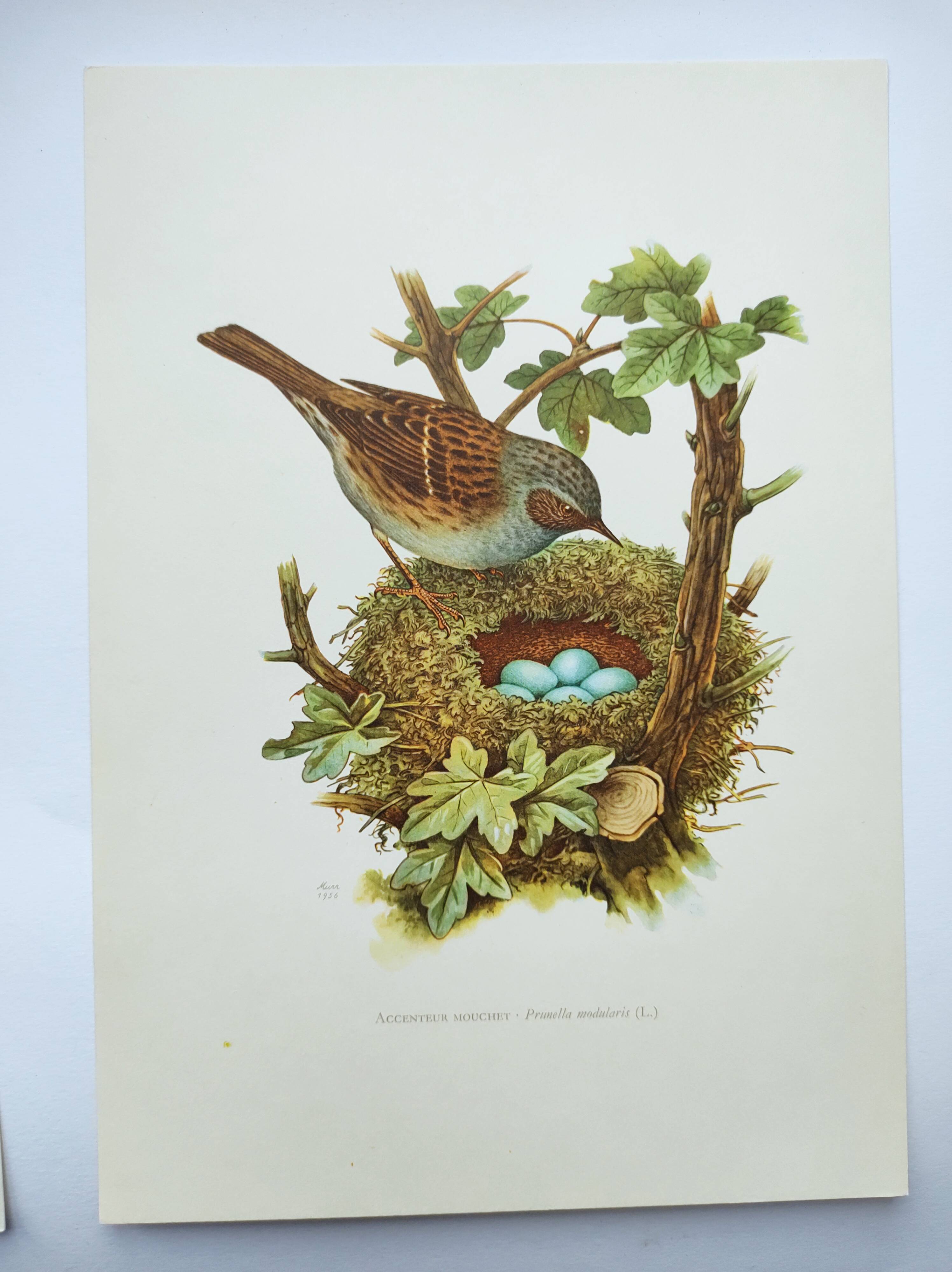 Old bird board 1960s - Mouchet accent - Zoological and ornithological illustration