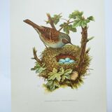 Old bird board 1960s - Mouchet accent - Zoological and ornithological illustration