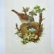 Planche oiseaux années 1960 - Accenteur Mouchet - Illustration zoologique et ornithologique