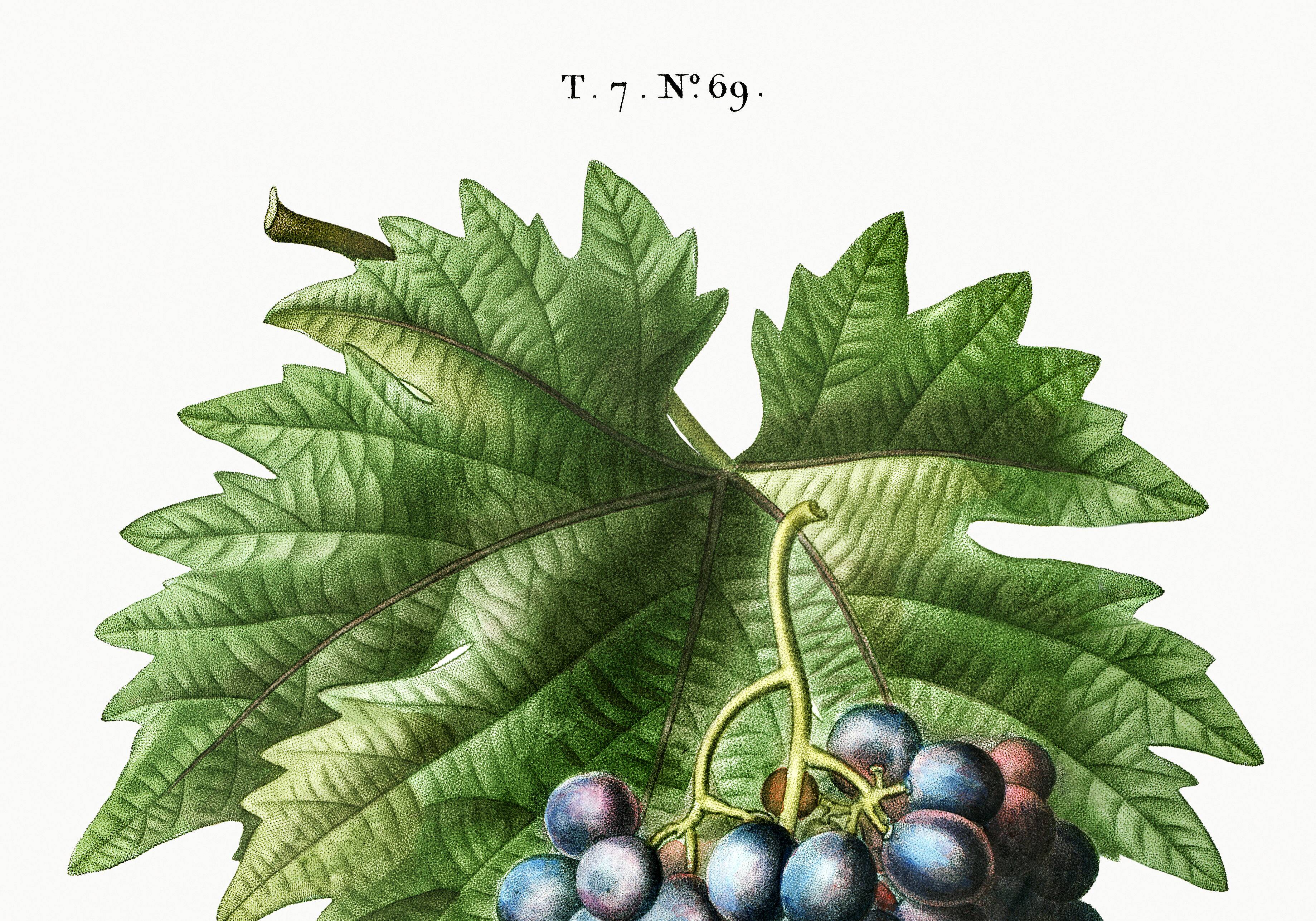 Poster on grapes, based on an engraving from 1802.