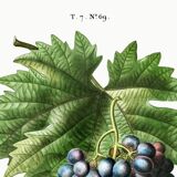 Poster on grapes, based on an engraving from 1802.