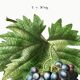 Poster on grapes, based on an engraving from 1802.
