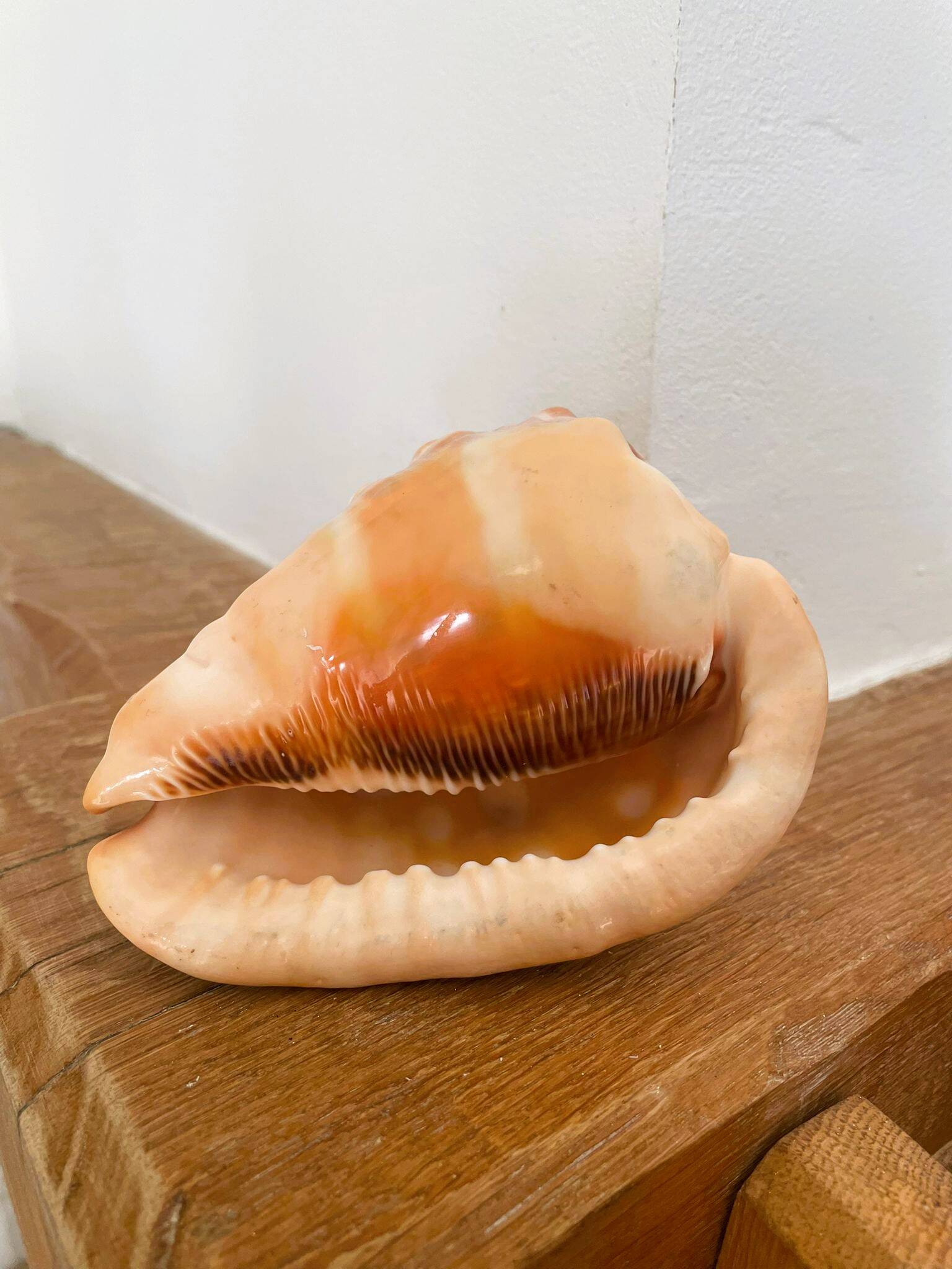Large seashell: Cypraecassis rufa