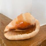 Large seashell: Cypraecassis rufa
