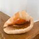 Large seashell: Cypraecassis rufa