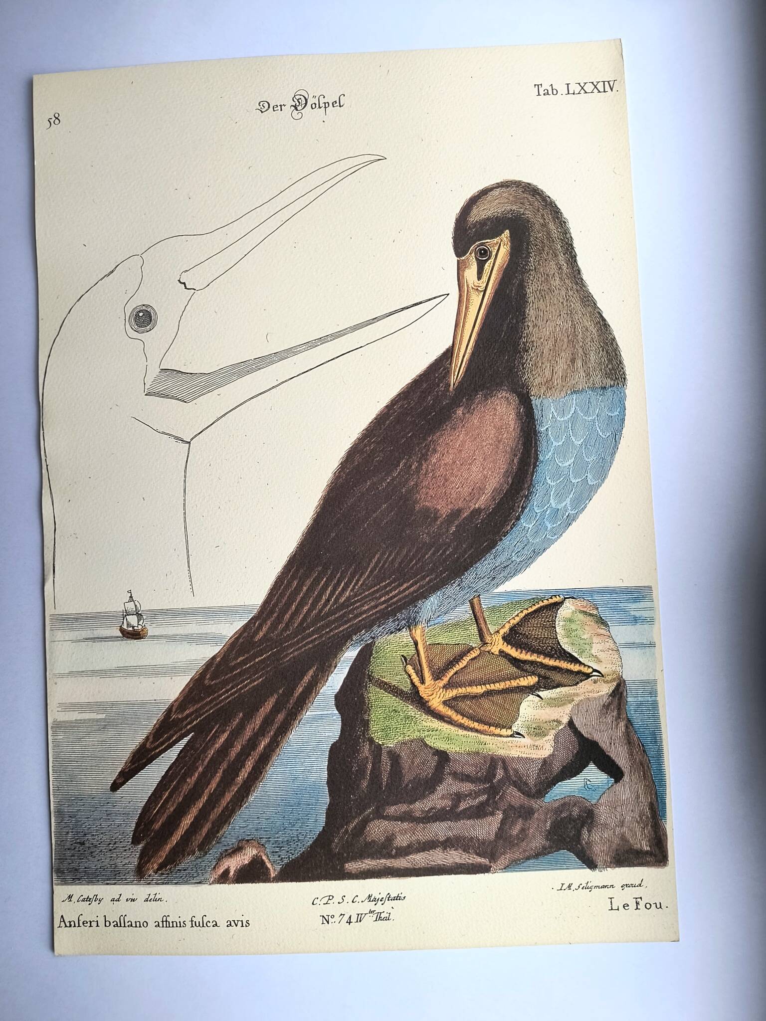 Antique bird engraving - The Fool - Zoological plate by Seligmann & Catesby