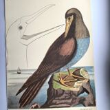 Antique bird engraving - The Fool - Zoological plate by Seligmann & Catesby