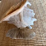 Extra large sea snail shell
